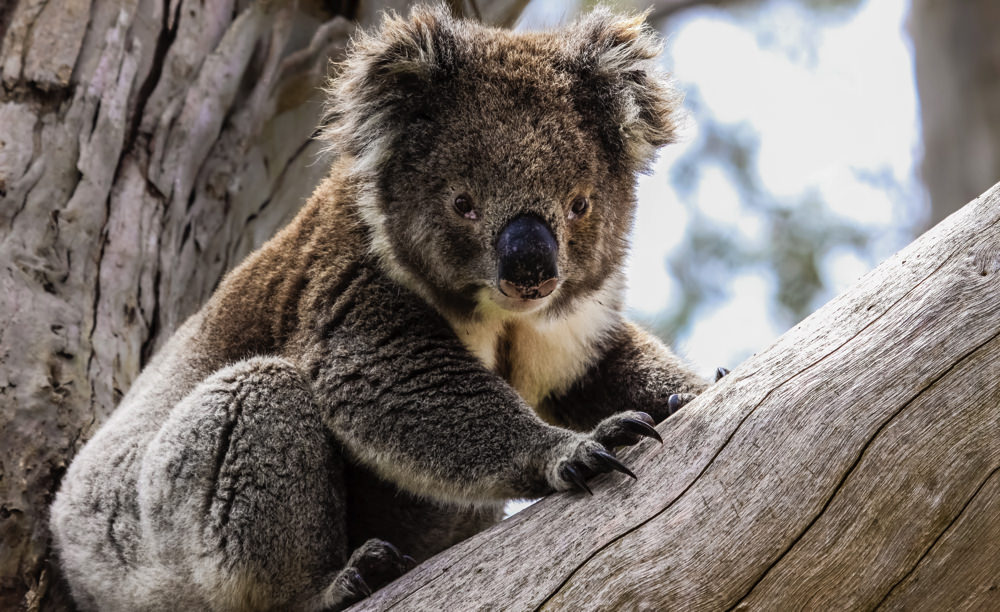 【動物】オーストラリアでしか会えないレアな動物達＆シドニー動物園！ オーストラリア留学ならオーストラリア留学ワールドにお任せ